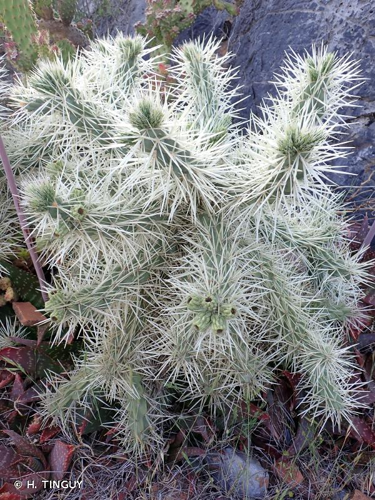 <i>Cylindropuntia pallida</i> (Rose) F.M.Knuth, 1936 &copy; H. TINGUY