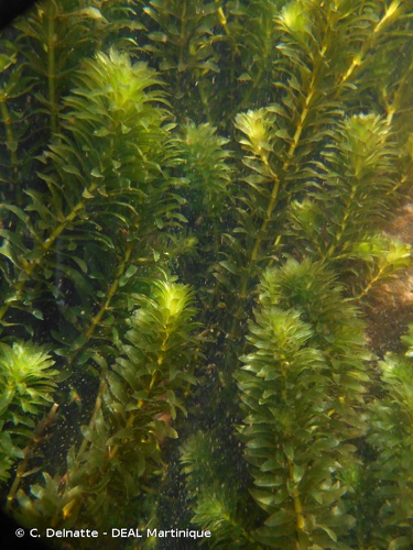 <i>Hydrilla verticillata</i> (L.f.) Royle, 1839 &copy; C. Delnatte - DEAL Martinique