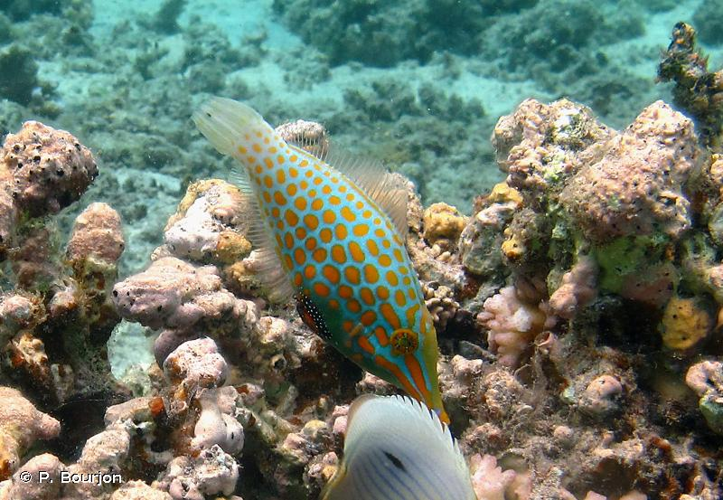 <i>Oxymonacanthus longirostris</i> (Bloch & Schneider, 1801) &copy; P. Bourjon