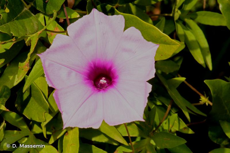 <i>Ipomoea cairica</i> (L.) Sweet, 1826 &copy; D. Massemin