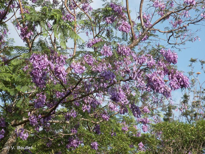 <i>Jacaranda mimosifolia</i> D.Don, 1822 &copy; V. Boullet
