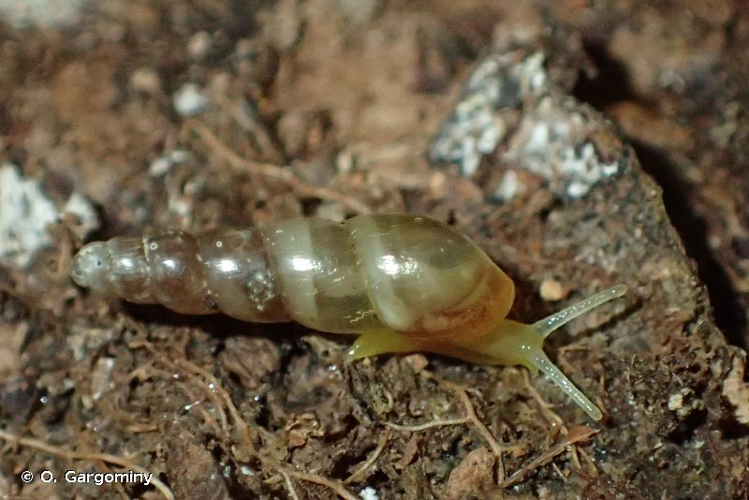 <i>Allopeas gracile</i> (Hutton, 1834) &copy; O. Gargominy