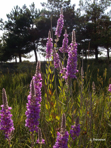 <i>Lythrum salicaria</i> L., 1753 &copy; J. Thévenot