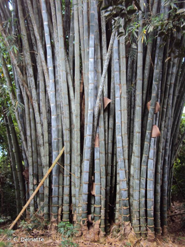 <i>Dendrocalamus giganteus</i> Munro, 1868 &copy; C. Delnatte