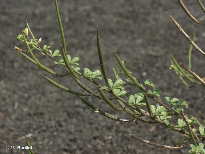 <i>Cleome viscosa</i> L., 1753 &copy; V. Boullet