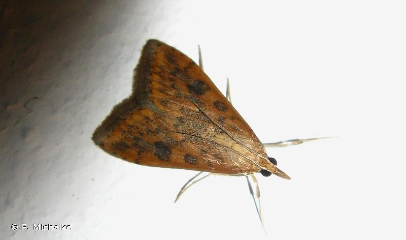 <i>Udea ferrugalis</i> (Hübner, 1796) &copy; F. Michalke