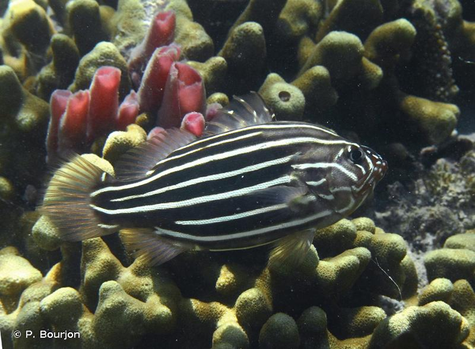 <i>Grammistes sexlineatus</i> (Thunberg, 1792) &copy; P. Bourjon