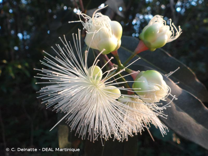 <i>Syzygium jambos</i> (L.) Alston, 1931 &copy; C. Delnatte - DEAL Martinique