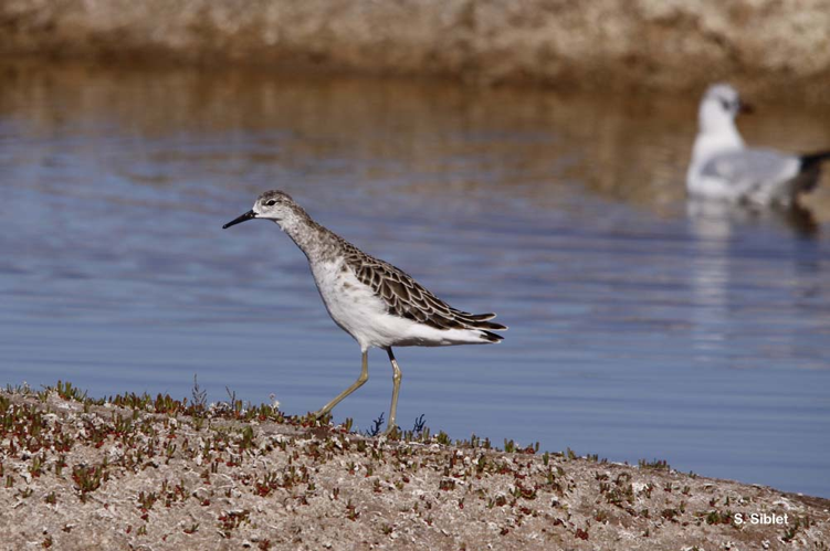 <i>Philomachus pugnax</i> (Linnaeus, 1758) &copy; S. Siblet