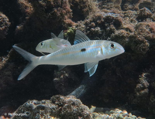 <i>Mulloidichthys flavolineatus</i> (Lacepède, 1801) &copy; P. Bourjon