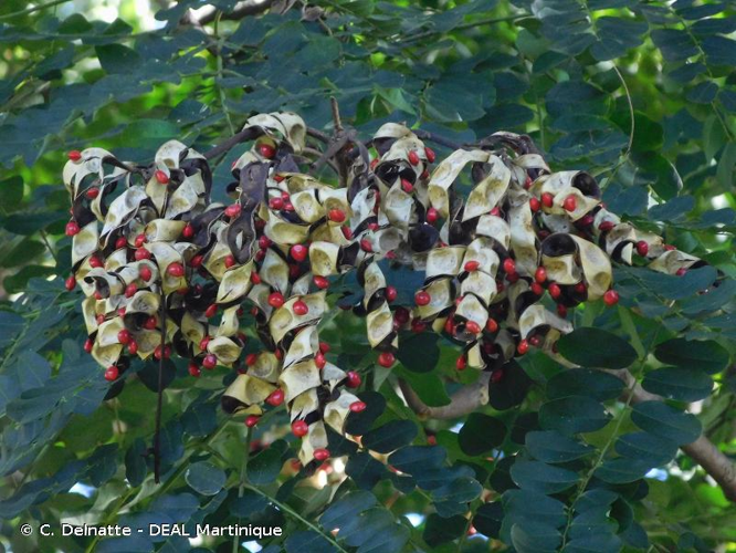 <i>Adenanthera pavonina</i> L., 1753 &copy; C. Delnatte - DEAL Martinique