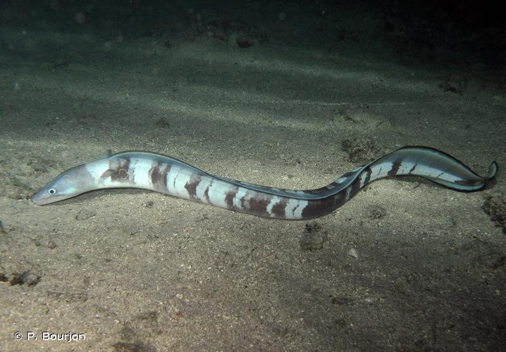 <i>Conger cinereus</i> Rüppell, 1830 &copy; P. Bourjon