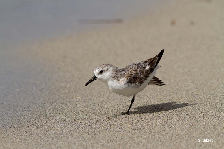 <i>Calidris alba</i> (Pallas, 1764) &copy; S. Siblet