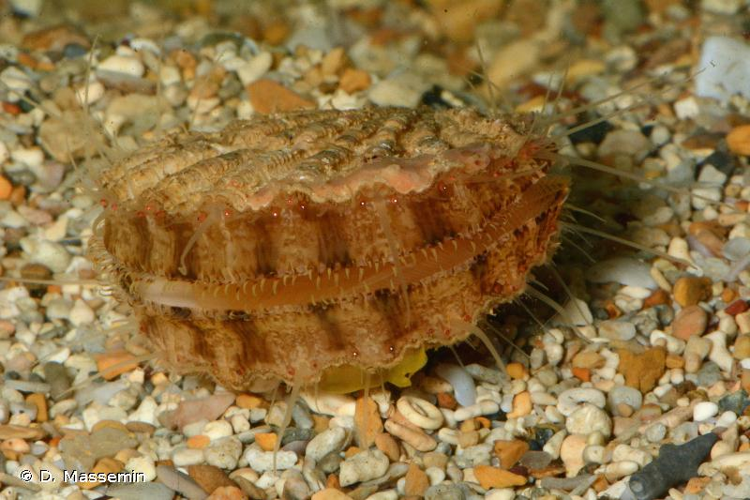 <i>Excellichlamys spectabilis</i> (Reeve, 1853) &copy; D. Massemin
