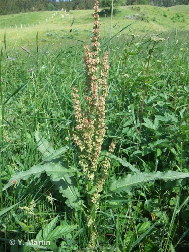 <i>Rumex crispus</i> L., 1753 &copy; null