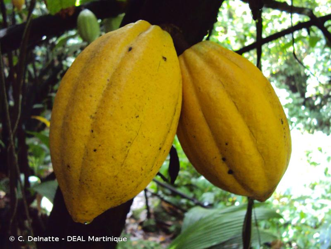 <i>Theobroma cacao</i> L., 1753 &copy; C. Delnatte - DEAL Martinique