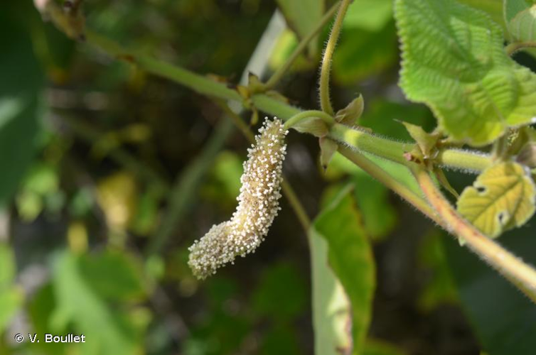 <i>Broussonetia papyrifera</i> (L.) Vent., 1799 &copy; V. Boullet