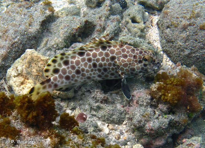 <i>Epinephelus macrospilos</i> (Bleeker, 1855) &copy; P. Bourjon