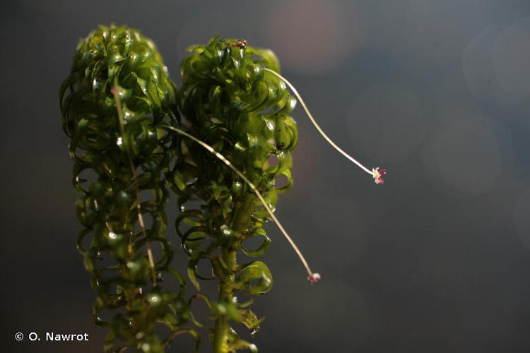 <i>Lagarosiphon major</i> (Ridl.) Moss, 1928 &copy; O. Nawrot