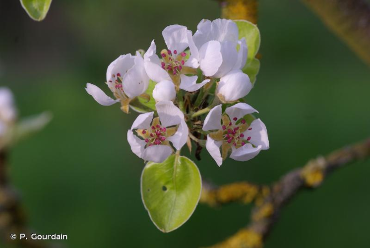 <i>Pyrus communis</i> L., 1753 &copy; P. Gourdain