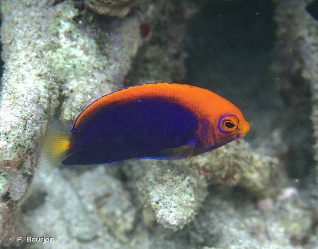 <i>Centropyge acanthops</i> (Norman, 1922) &copy; P. Bourjon