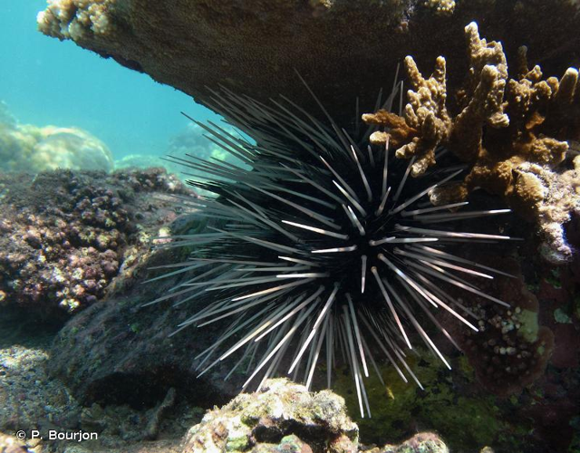 <i>Echinothrix calamaris</i> (Pallas, 1774) &copy; P. Bourjon