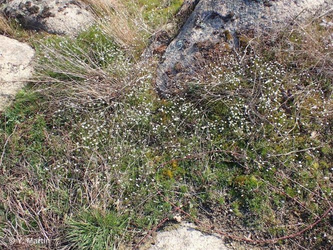 <i>Spergula arvensis</i> L., 1753 &copy; null