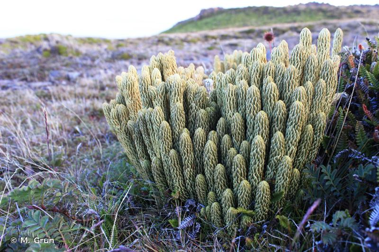 <i>Lycopodium saururus</i> Lam., 1792 &copy; M. Grun
