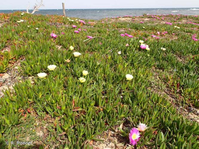 <i>Carpobrotus edulis</i> (L.) N.E.Br., 1926 &copy; R. Poncet