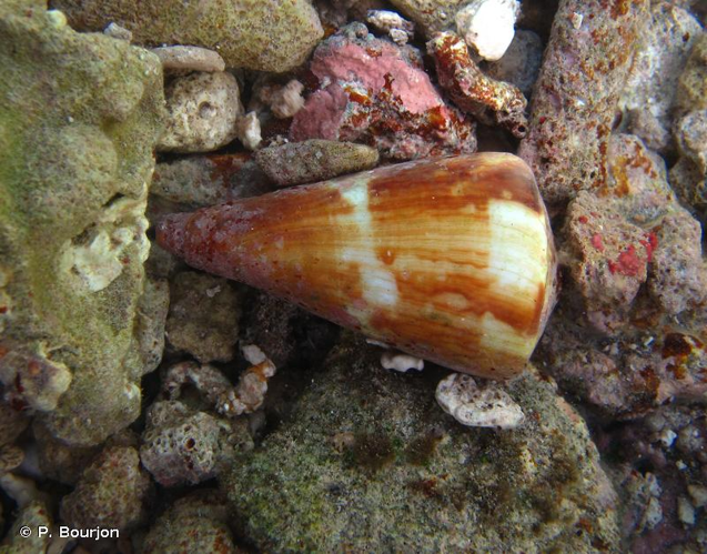 <i>Conus vexillum</i> Gmelin, 1791 &copy; P. Bourjon