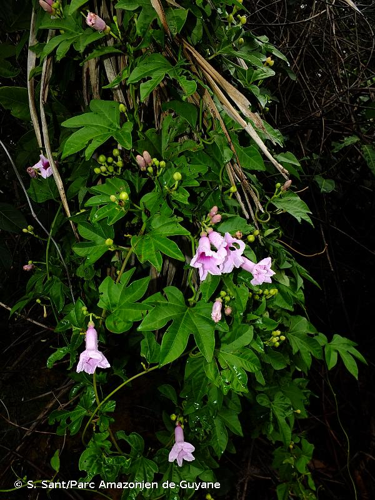 <i>Ipomoea mauritiana</i> Jacq., 1791 &copy; S. Sant/Parc Amazonien de Guyane