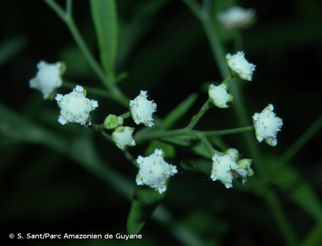 <i>Parthenium hysterophorus</i> L., 1753 &copy; S. Sant/Parc Amazonien de Guyane