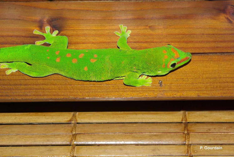 <i>Phelsuma grandis</i> Gray, 1870 &copy; P. Gourdain