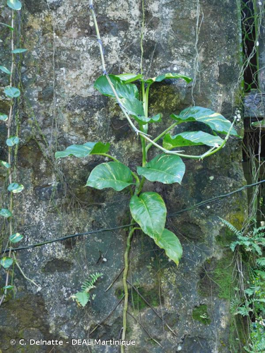 <i>Epipremnum aureum</i> (Linden & André) Bunting, 1964 &copy; C. Delnatte - DEAL Martinique
