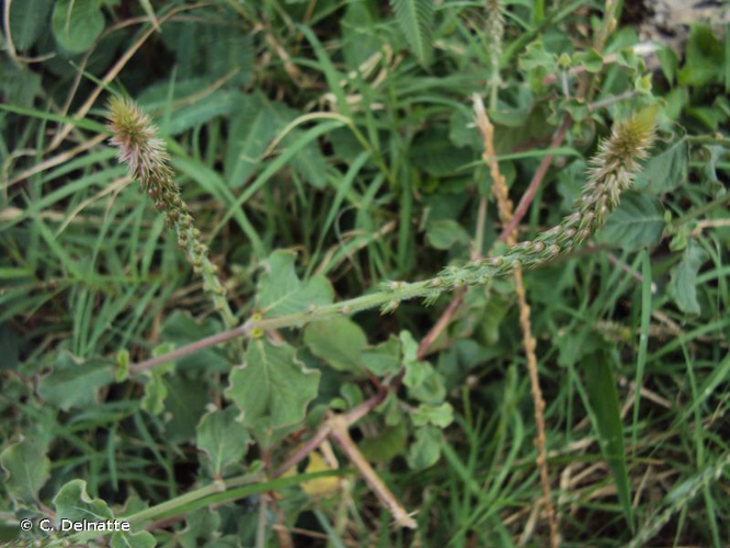 <i>Achyranthes aspera</i> L., 1753 &copy; C. Delnatte