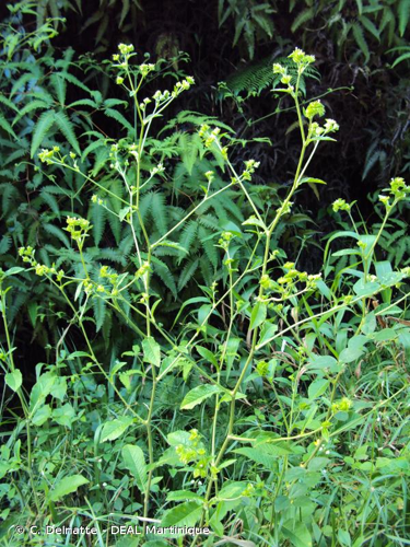 <i>Elephantopus mollis</i> Kunth, 1818 &copy; C. Delnatte - DEAL Martinique