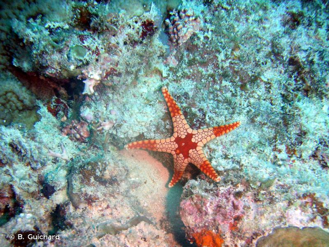 <i>Fromia monilis</i> (Perrier, 1869) &copy; B. Guichard