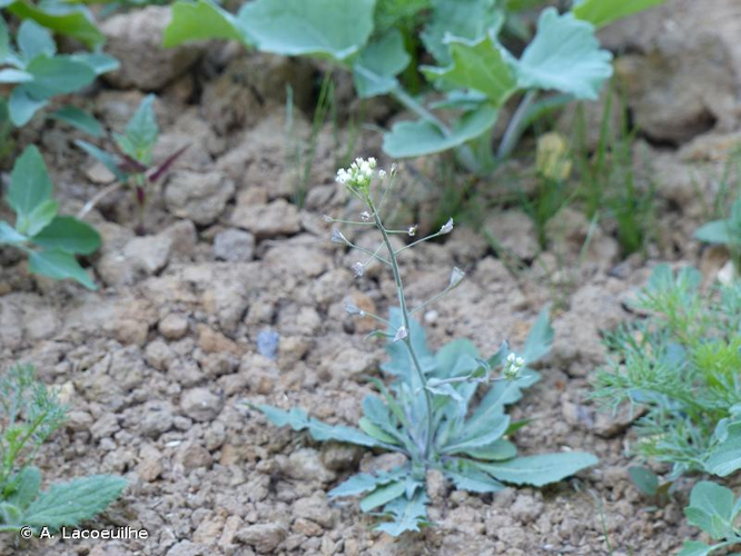 <i>Capsella bursa-pastoris</i> (L.) Medik., 1792 &copy; A. Lacoeuilhe