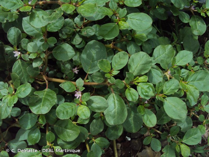 <i>Trianthema portulacastrum</i> L., 1753 &copy; C. Delnatte - DEAL Martinique