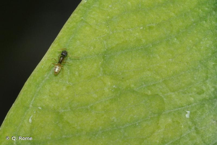 <i>Tapinoma melanocephalum</i> (Fabricius, 1793) &copy; Q. Rome