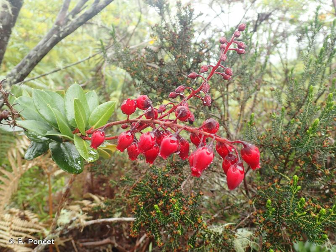 <i>Agarista buxifolia</i> (Comm. ex Lam.) G.Don, 1834 &copy; R. Poncet