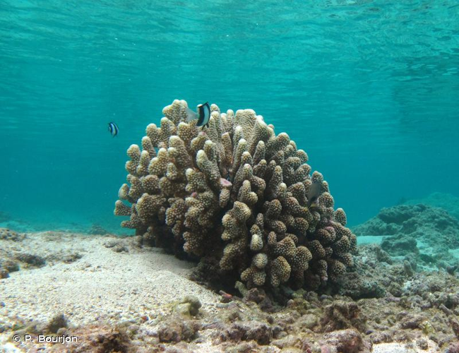 <i>Pocillopora grandis</i> Dana, 1846 &copy; P. Bourjon
