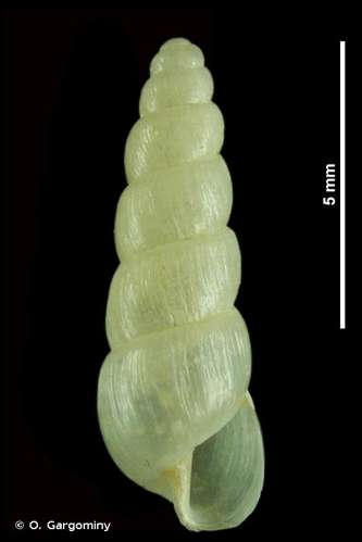 <i>Allopeas clavulinum</i> (Potiez & Michaud, 1838) &copy; O. Gargominy