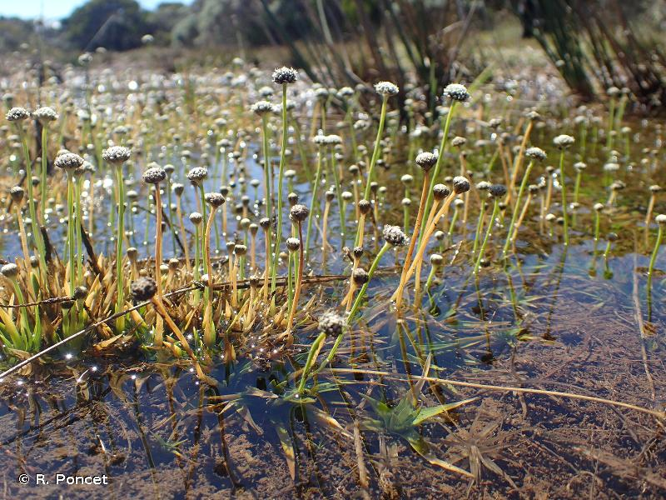 <i>Eriocaulon striatum</i> Lam., 1789 &copy; R. Poncet
