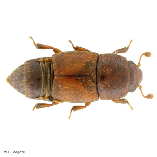 <i>Urophorus humeralis</i> (Fabricius, 1798) &copy; P. Zagatti