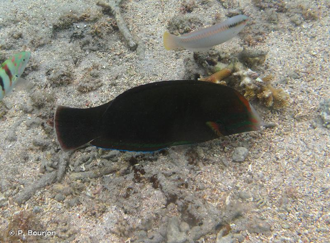 <i>Coris cuvieri</i> (Bennett, 1831) &copy; P. Bourjon