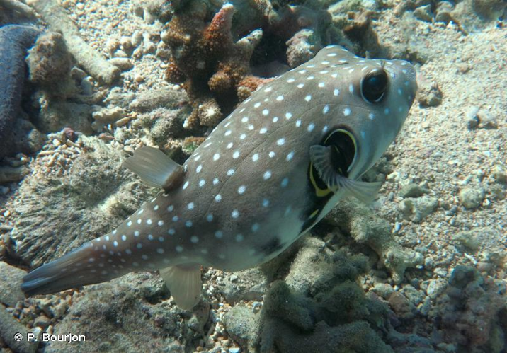 <i>Arothron hispidus</i> (Linnaeus, 1758) &copy; P. Bourjon