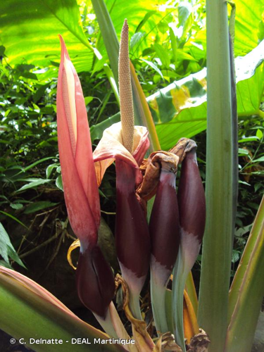 <i>Alocasia macrorrhizos</i> (L.) G.Don, 1839 &copy; C. Delnatte - DEAL Martinique