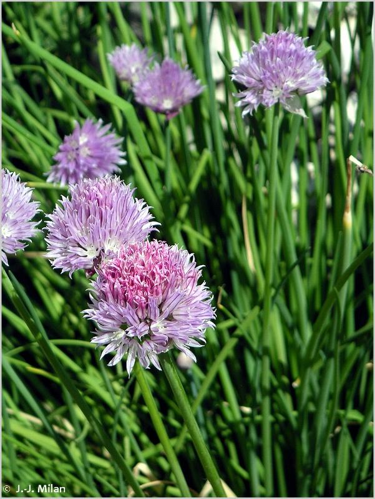 <i>Allium schoenoprasum</i> L., 1753 &copy; null