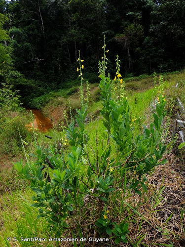 <i>Crotalaria spectabilis</i> Roth, 1821 &copy; S. Sant/Parc Amazonien de Guyane